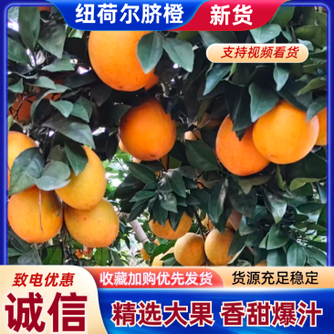 湖南湘西纽荷尔脐橙核心产区直供可按需配货欢迎来电