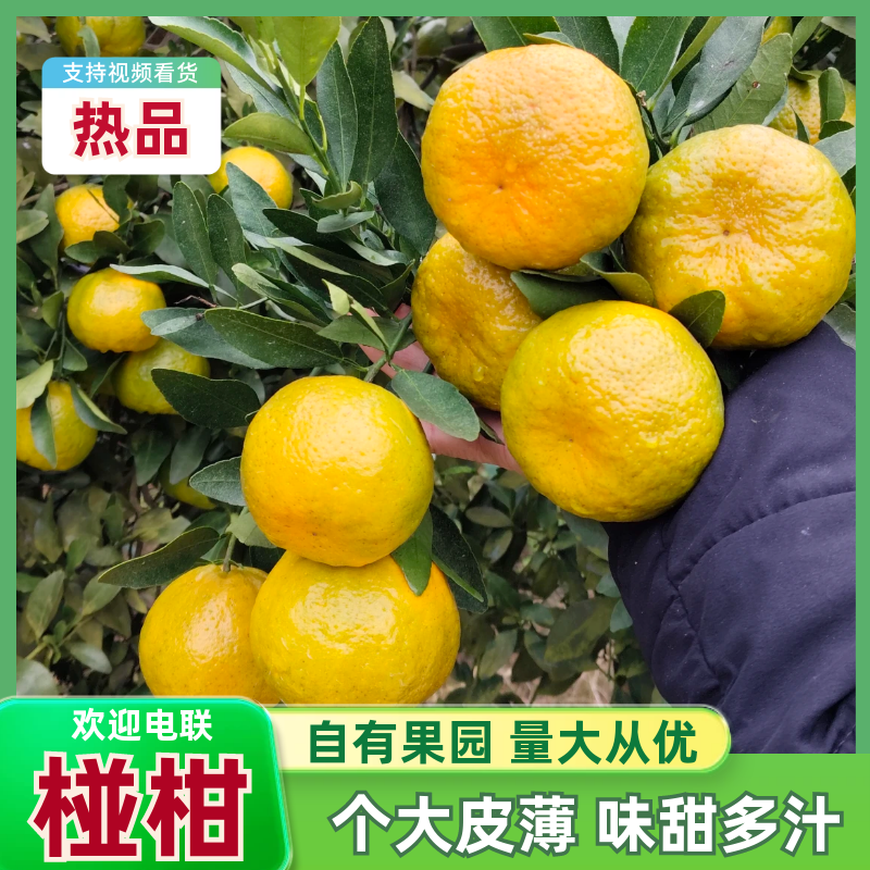 湖南湘西椪柑果大味甜原产地直供量大价优欢迎咨询合作