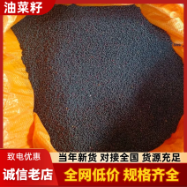 《油菜籽》河北油菜籽/小红仔油菜籽/保质保量/价格电话商议