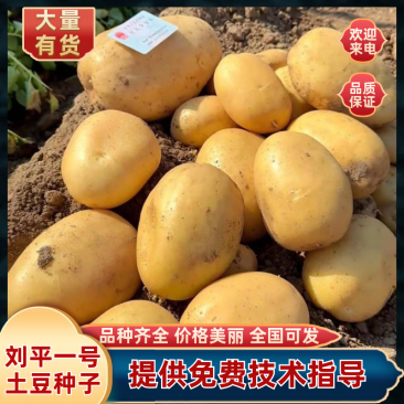 包运费，刘平一号脱毒土豆种，高产、抗病早熟、薯型好，