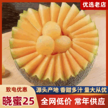 海南晓蜜25哈密瓜哈密瓜糖分高质量好对接市场电商