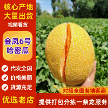 海南凤金6号哈密瓜整车发货价格可谈保障品质欢迎咨询