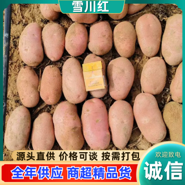 《内蒙雪川红》红皮土豆/内蒙土豆/产地货源/全年供应批发