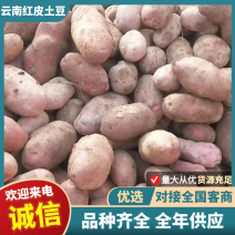 《云南红皮土豆》合作88号/黄心土豆/红皮黄心全国发货