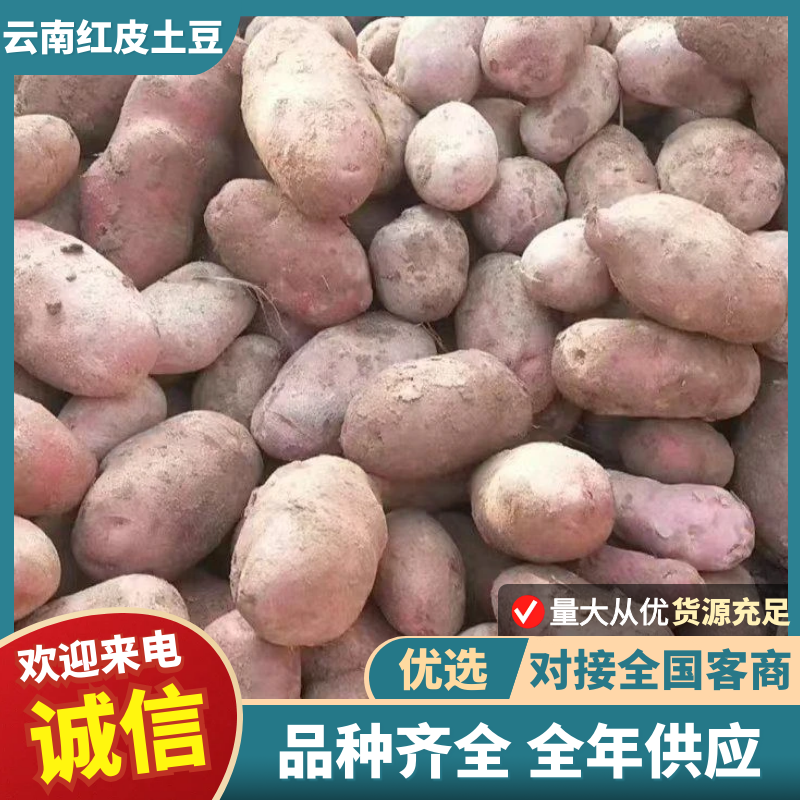 《云南红皮土豆》合作88号/黄心土豆/红皮黄心全国发货