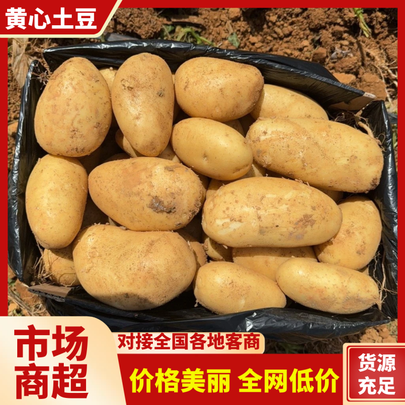 《陇西7号》黄心土豆/河南土豆/产地货源/全国供应批发