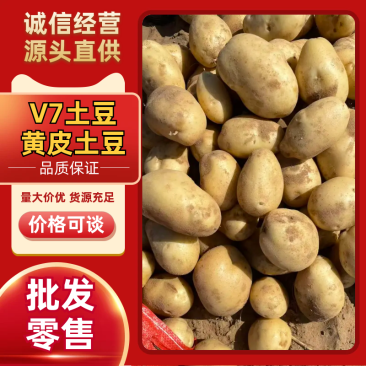 《V7土豆》3两起步/精品货源/保质保量/欢迎来电合作