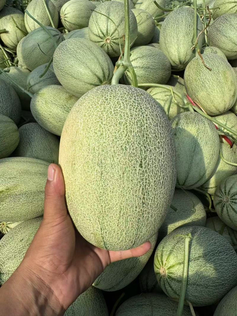 海南晓密25哈密瓜大量上市可视频看货量大从优欢迎咨询