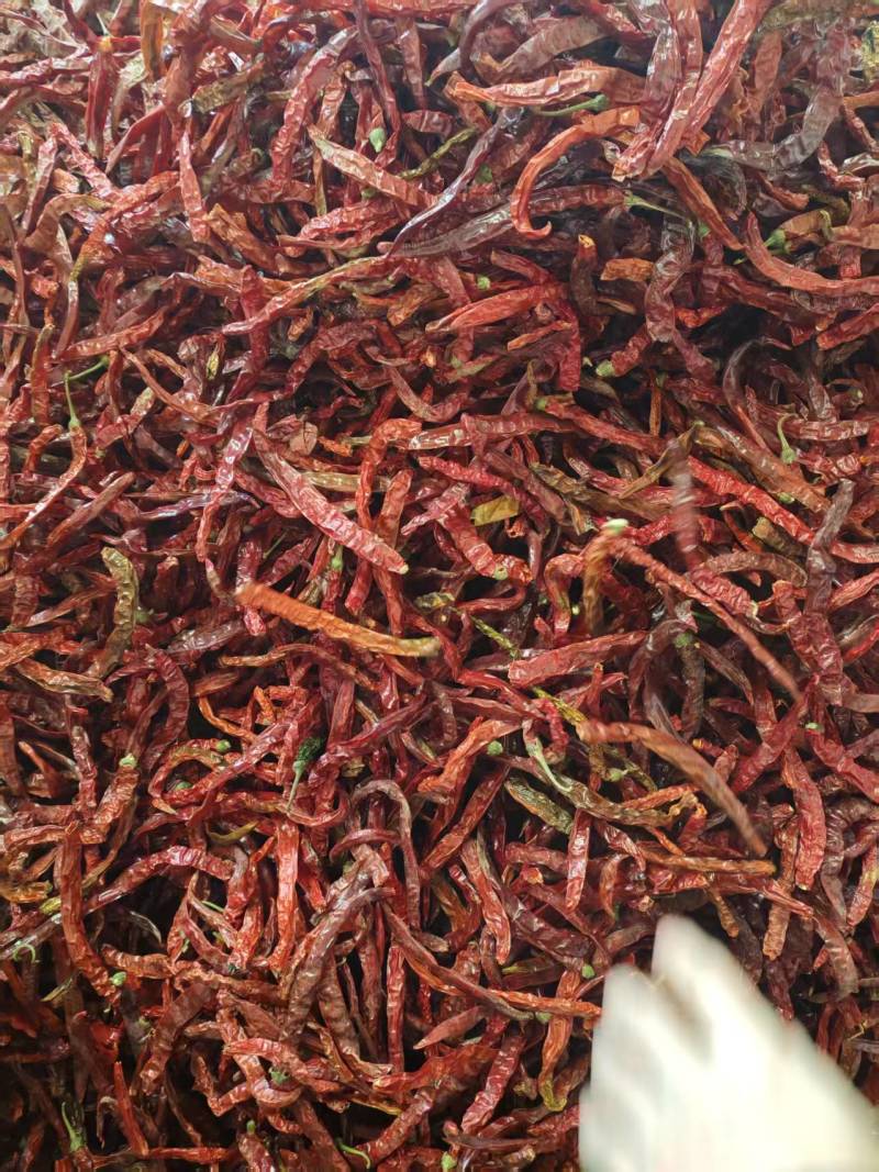 [基地直供]大量干辣椒上市，北京红，津红，线椒