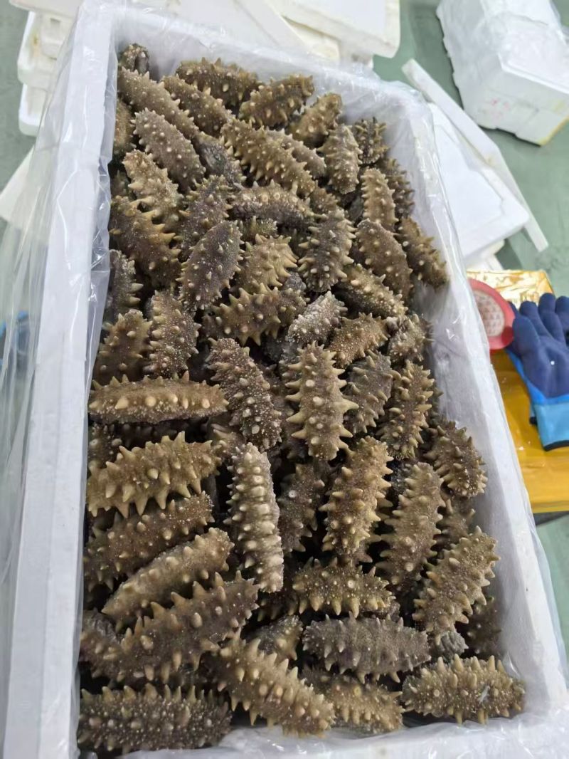 葫芦岛原产地即时海参大小规格都有全国发货真空包装泡沫箱等