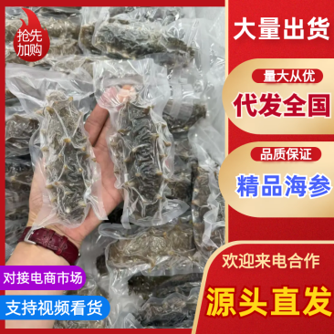 葫芦岛原产地即时海参大小规格都有全国发货真空包装泡沫箱等