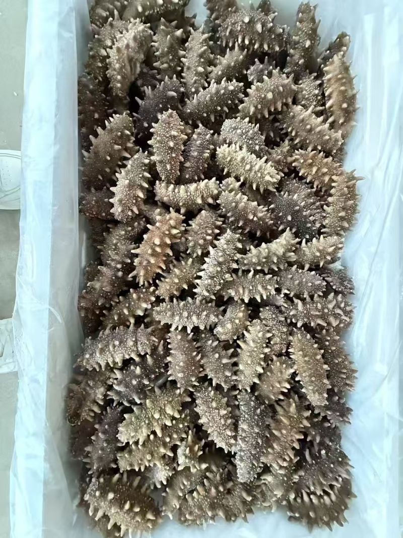 葫芦岛原产地即时海参大小规格都有全国发货真空包装泡沫箱等