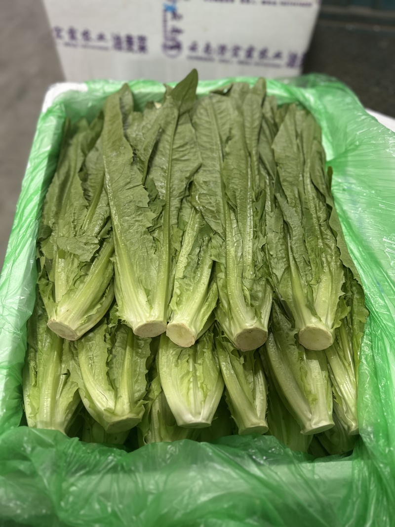 油麦菜，新鲜菜，保质保量，批发，可议价，欢迎咨询