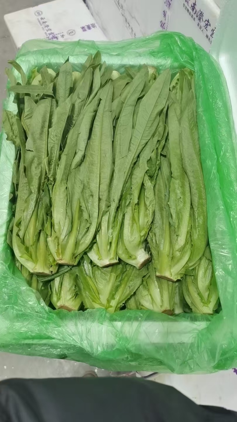 油麦菜，新鲜菜，保质保量，批发，可议价，欢迎咨询