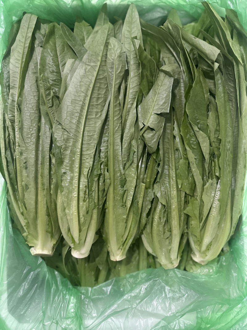 油麦菜，新鲜菜，保质保量，批发，可议价，欢迎咨询