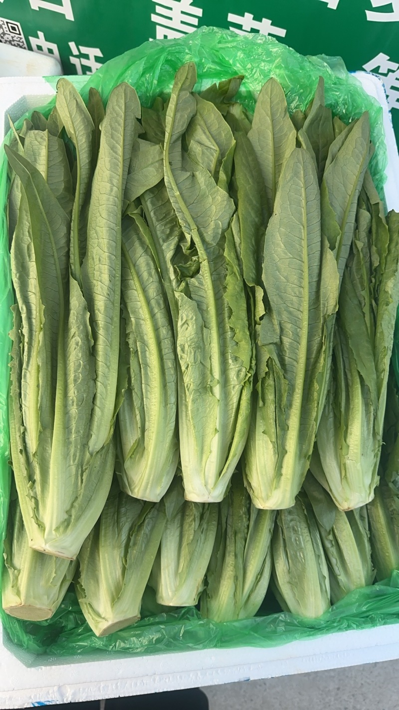 油麦菜，新鲜菜，保质保量，批发，可议价，欢迎咨询