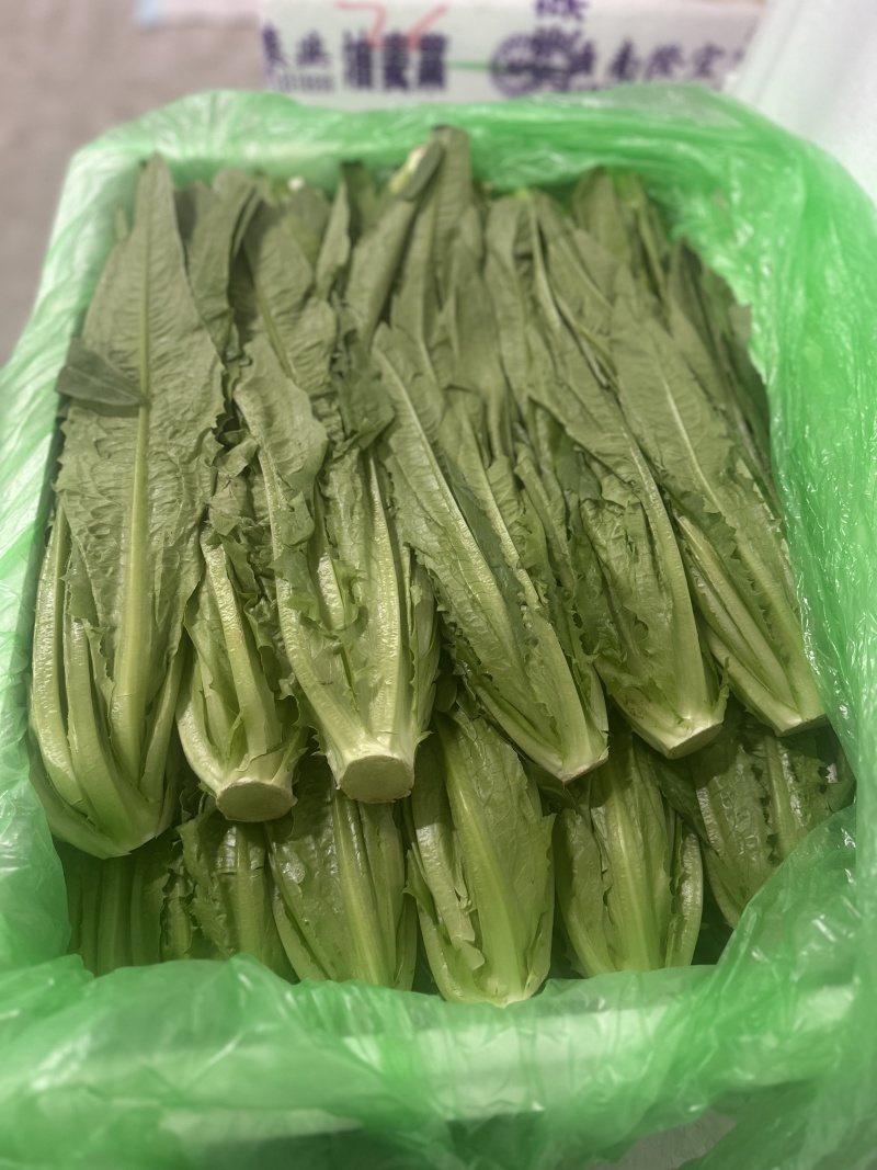 油麦菜，新鲜菜，保质保量，批发，可议价，欢迎咨询