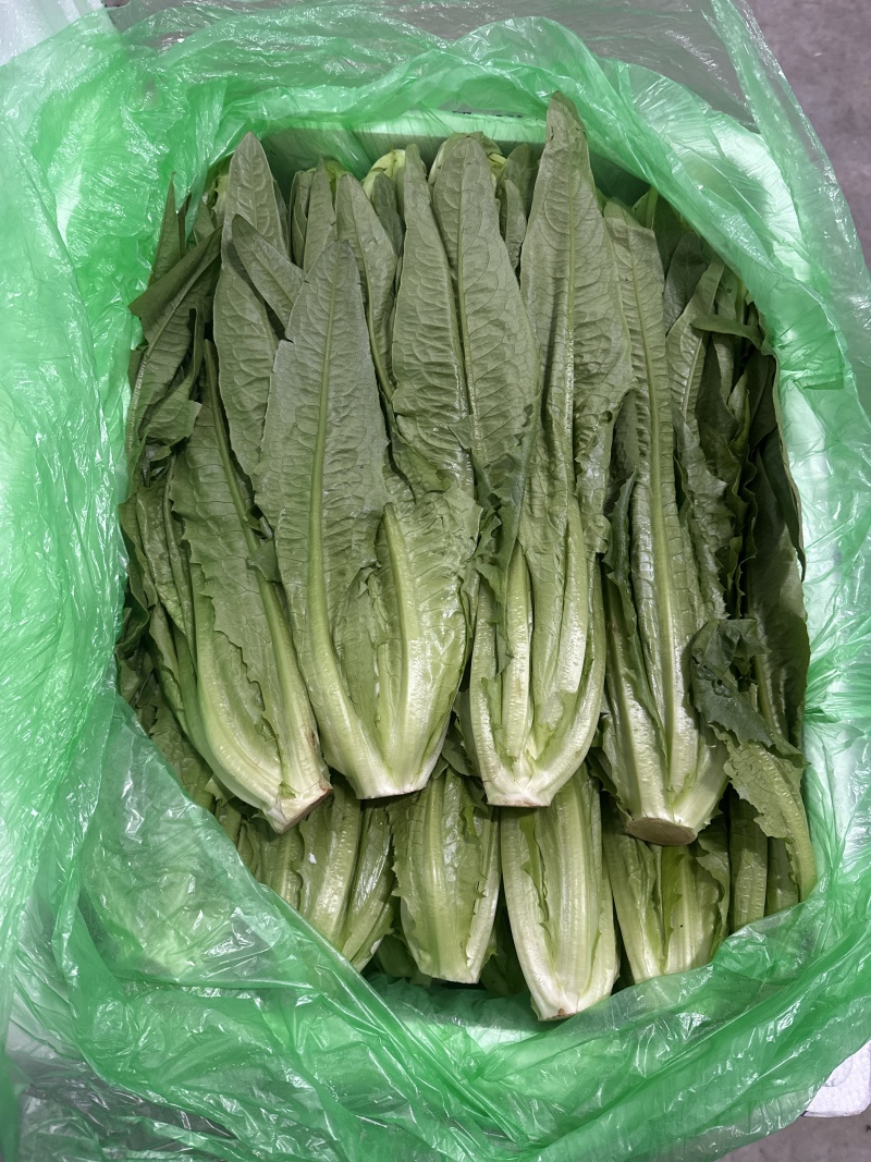 油麦菜，新鲜菜，保质保量，批发，可议价，欢迎咨询
