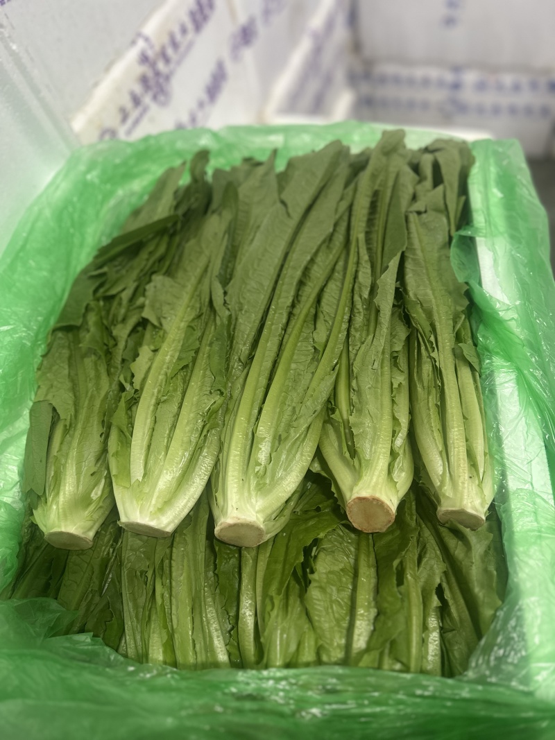 油麦菜，新鲜菜，保质保量，批发，可议价，欢迎咨询