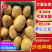 《黄心土豆》榆林土豆/V7土豆/沃土5号/品种齐全全年供