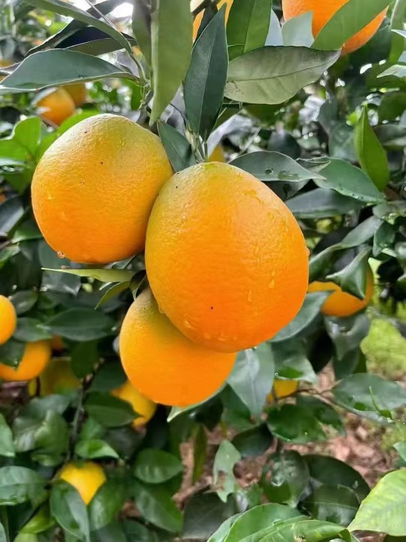 【奉节脐橙】基地直供质量保证一手货源现摘现发全国发货