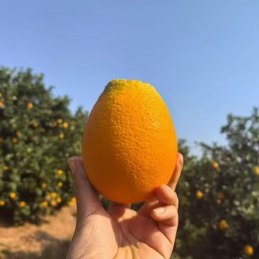 【精选奉节脐橙】重庆基地直发质量保证坏果包赔全国发货