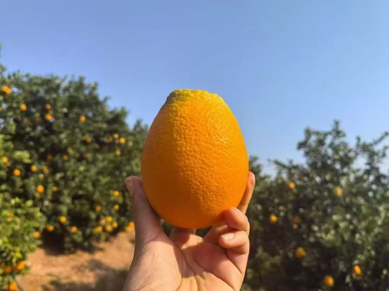 【精选奉节脐橙】重庆基地直发质量保证坏果包赔全国发货