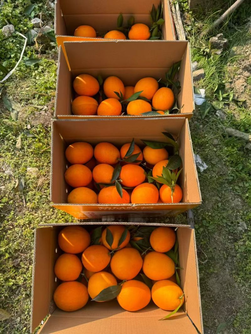 【精选奉节脐橙】重庆基地直发质量保证坏果包赔全国发货