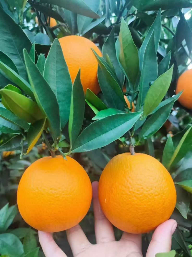 【精选奉节脐橙】重庆基地直发质量保证坏果包赔全国发货
