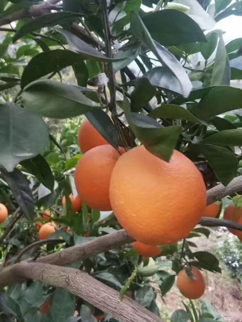 【精选奉节脐橙】重庆基地直供果园直发现摘现发质量保证