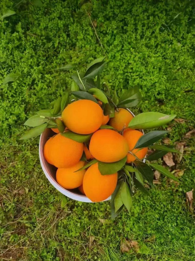 【精选奉节脐橙】重庆基地直供果园直发现摘现发质量保证