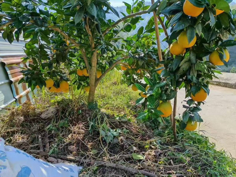 【精选奉节脐橙】重庆基地直供果园直发现摘现发质量保证