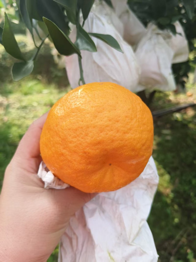 精品耙耙柑现摘现发产地供应量大从优诚信经营