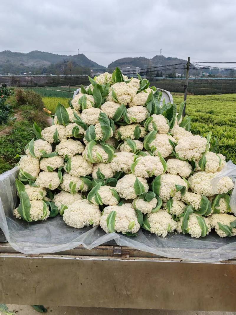 松花菜贵州菜花产地一手货源规格齐全，可视频看货，代发全国