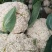 松花菜贵州菜花产地一手货源规格齐全，可视频看货，代发全国