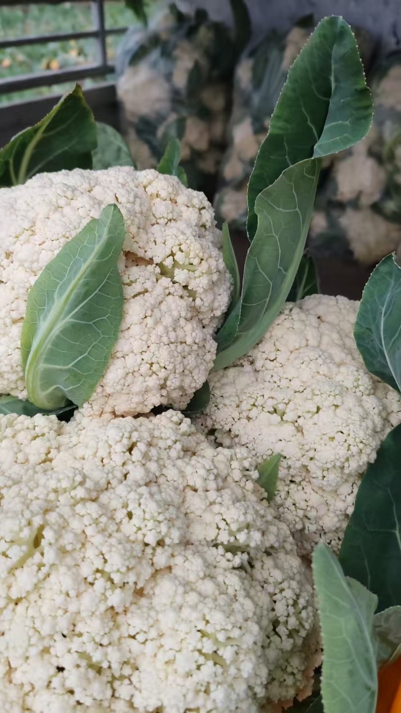 松花菜贵州菜花产地一手货源规格齐全，可视频看货，代发全国