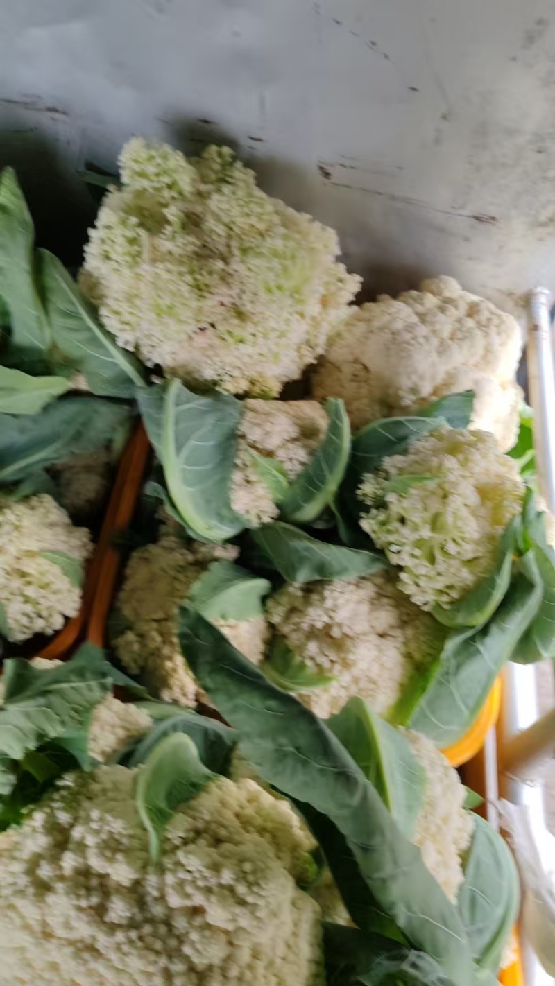 松花菜贵州菜花产地一手货源规格齐全，可视频看货，代发全国