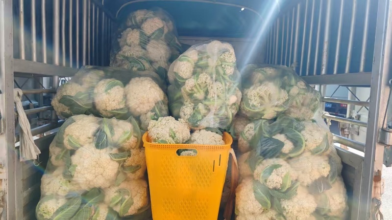 松花菜贵州菜花产地一手货源规格齐全，可视频看货，代发全国