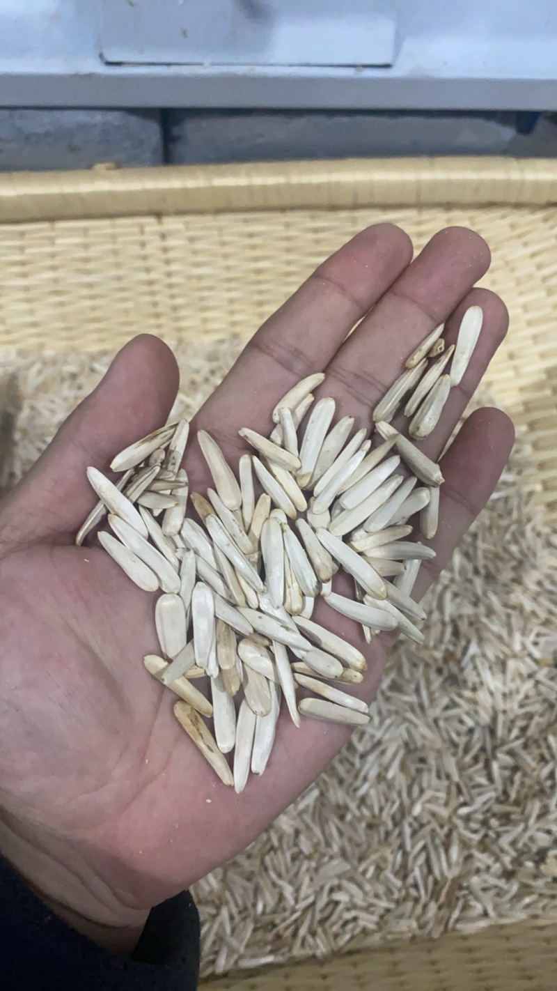 电商精品白牙签瓜子批发一件代发价格便宜质量保证超多回头客