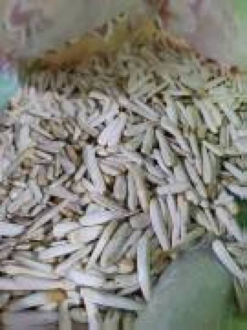 电商精品白牙签瓜子批发一件代发价格便宜质量保证超多回头客