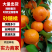 【优选】沙糖桔广西砂糖橘柑桔产地直发对接电商平台