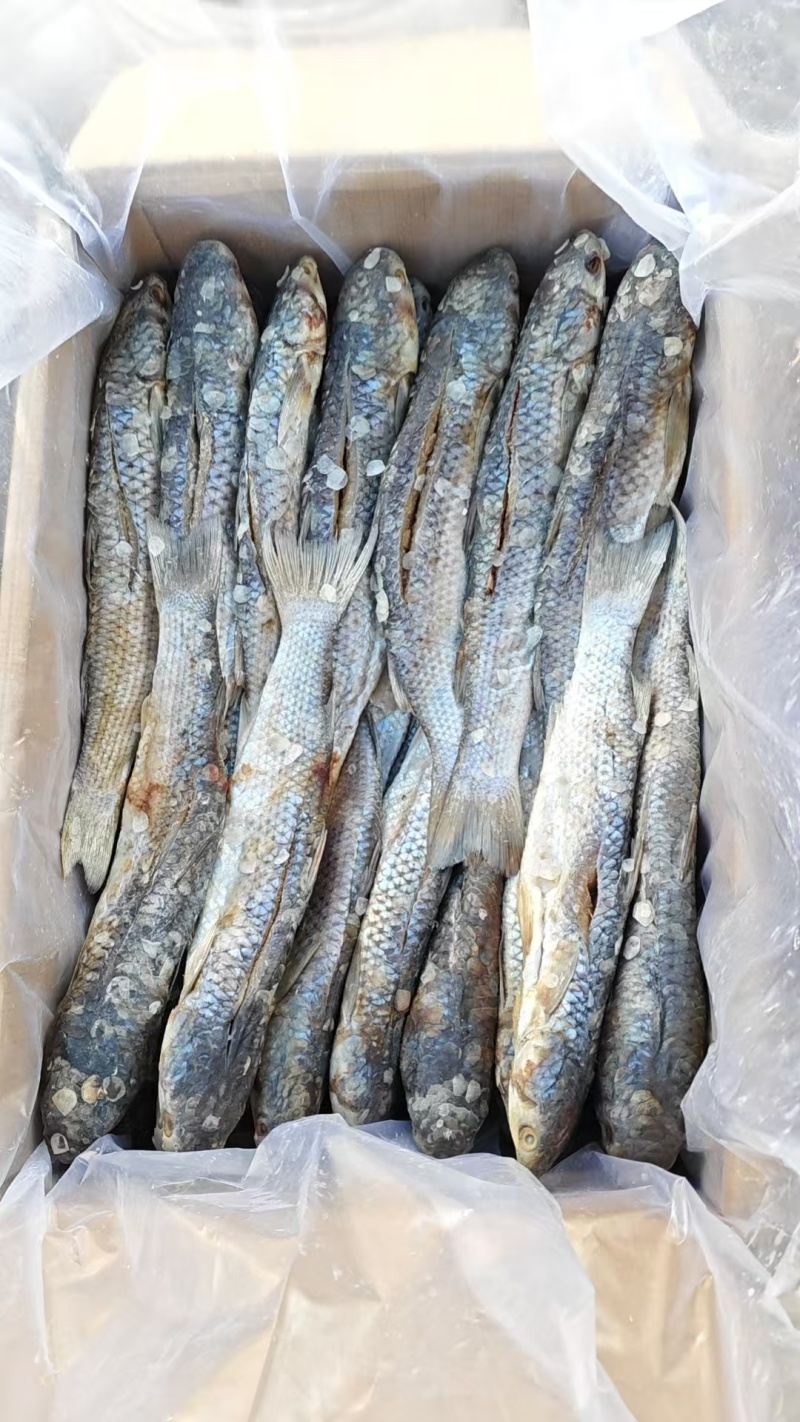 梭鱼自己家淹制的纯手工无添加剂好吃不贵欢迎下单