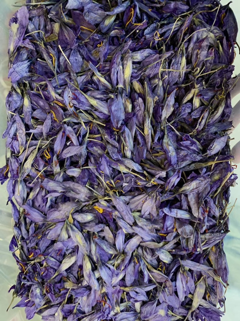 泊夫兰藏红花藏红花花苞藏红花花朵藏红花