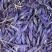 泊夫兰藏红花藏红花花苞藏红花花朵藏红花
