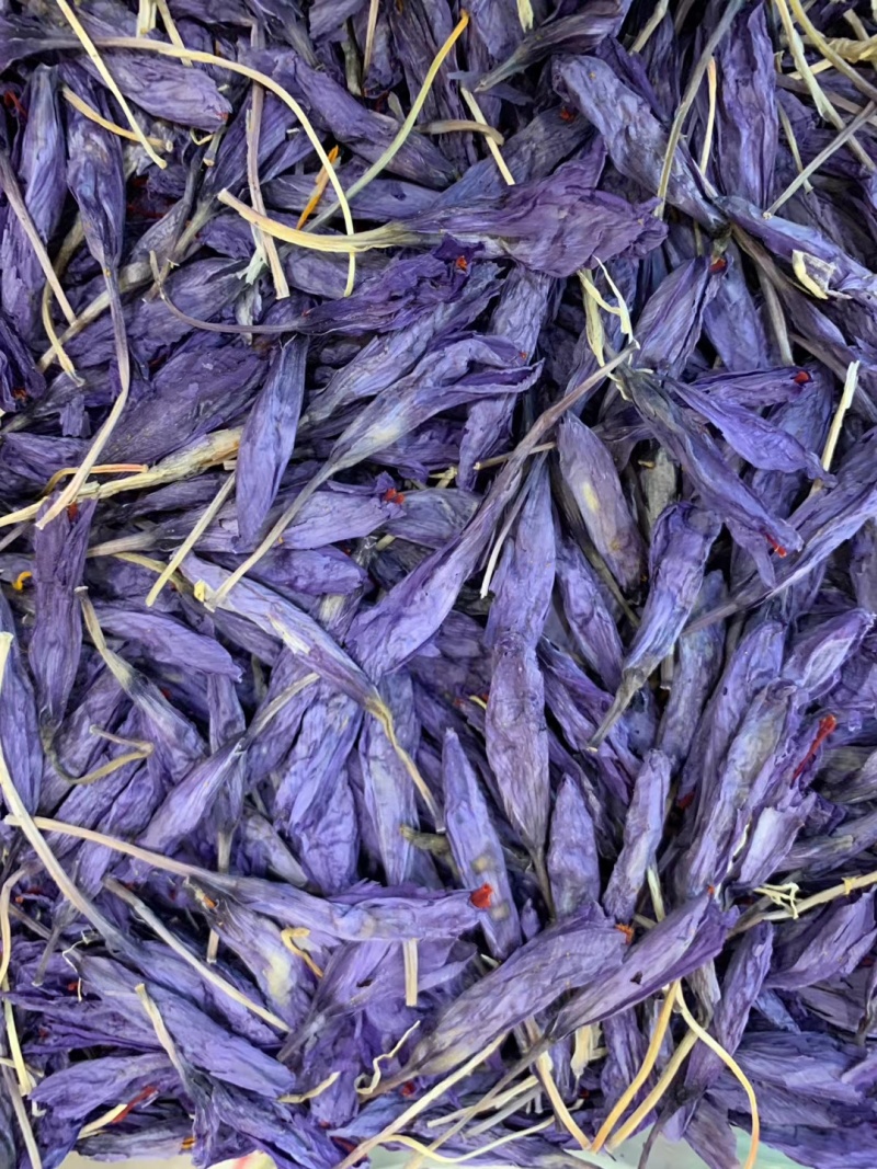 泊夫兰藏红花藏红花花苞藏红花花朵藏红花