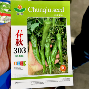 春秋303辣妹子种子早熟大果型脆糯辣味浓抗病高产辣椒种籽