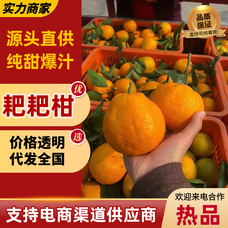 耙耙柑春见柑桔现摘现发保鲜包装对接电商平台市场等