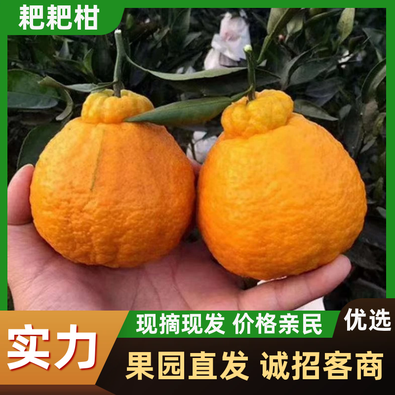 【精选】耙耙柑四川春见柑桔产地直供对接电商平台商超