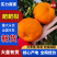 【热卖】耙耙柑春见柑桔现摘现发按需包装量大优惠