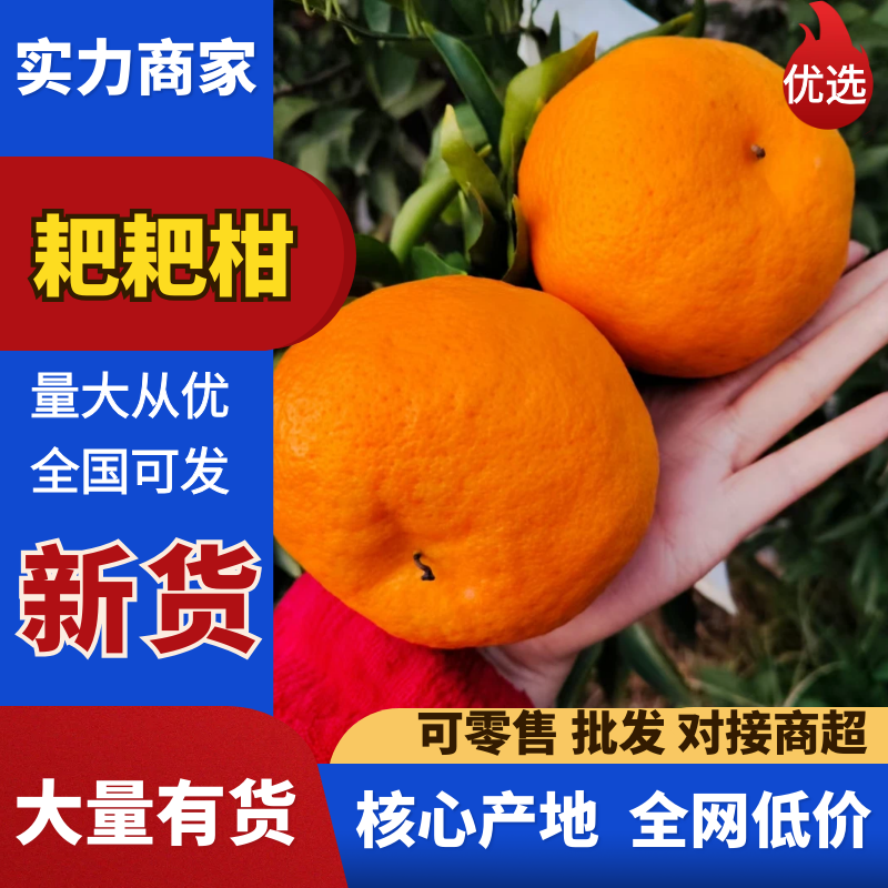 【热卖】耙耙柑春见柑桔现摘现发按需包装量大优惠